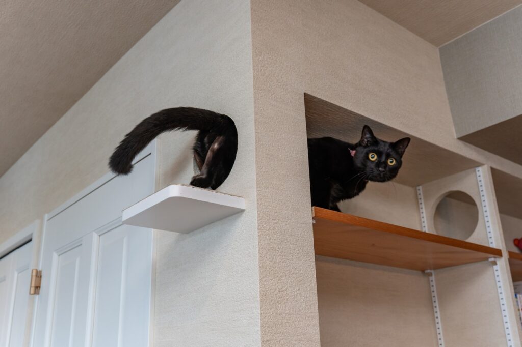 猫ステップ