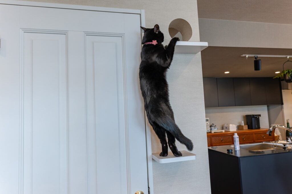 猫ステップ
